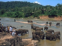 Pinnawela Elephant Orphanage © Sri Lanka Tourism