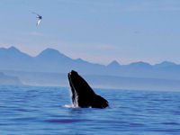 Southern Right Whale © South African Tourism
