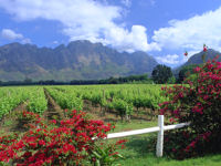 Vineyards near Franschhoek © South African Tourism