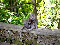 Monkey Forest Sanctuary © C Cullern