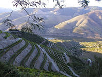 Vineyards in the Douro © Bruno Rodrigues SXC