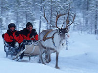 Reindeer Safari with Activities Abroad