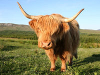 Highland cow © Stephen Finn_www.123rf.com