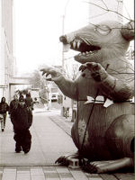 Giant rat, LIC © Creative Commons/ChrisGoldNY