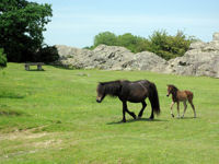 Wild Dartmoor ponies © www.123rf.com / Allan Proudfoot