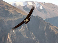 Andean Condor © Creative Commons / gudi&cris