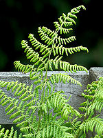 Scottish fern © Creative Commons / UnhinderedByTalent