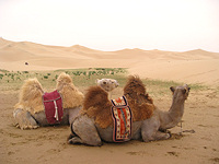 Mongolian Camels © Creative Commons