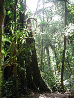 Monteverde cloud forest © Creative Commons/adventurous wench