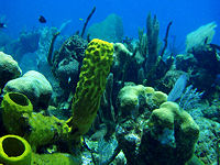 Belize Barrier Reef © Creative Commons/Mike Baird