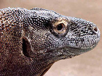 Komodo dragon © Creative Commons/biggertree
