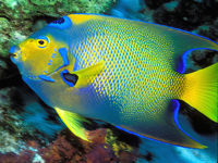 Diving in Bonaire © Creative Commons / laszlo-photo