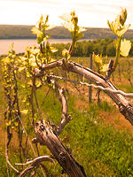 Winery in Finger Lakes © CreativeCommons / visit finger lakes