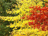 Fall in Central Park, New York © Creative Commons / AlaskanDude