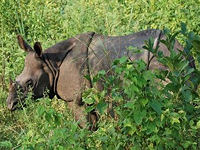 One-horned Indian rhino, Chitwan National Park © Ruth-Ellen Davis