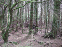 By night, darkness plunges Galloway Forest Park into a stargazing hotspot © Creative Commons / rightee