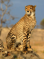 Rustenburg Nature Reserve, South Africa © CC James Temple