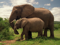 Addo Elephant National Park, Port Elizabeth © Creative Commons / exfordy