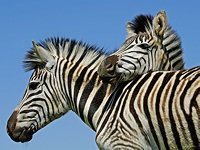 Zebras in Mokala National Park © www.123rf