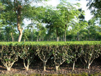 Tea plantation © Craig Fast