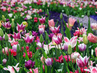 Keukenhof Park, Holland © Keukenhof Park