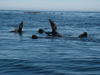 Hermanus, South Africa © Creative Commons / Julian Carnot