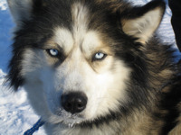 Enjoy a husky safari in Finland © Creative Commons / ezioman