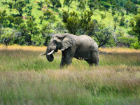 Enjoy a safari in Pilanesberg National Park © Creative Commons / gordonflood.com