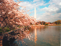 Cherry trees blossom around Washington, DC © Creative Commons / Jeff Kubina