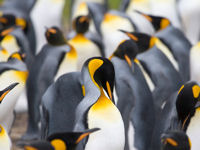 Penguins in Antartica © istockphoto