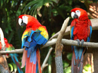Scarlet macaw, Peru © istockphoto