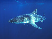 Great White Shark © comstock