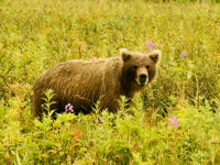 Brown bear © istockphotos