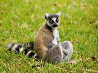 Lemar, Madagascar © istockphoto