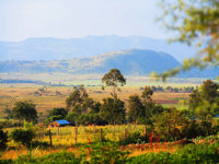 Farm on a Kenyan homestay © Creative Commons / greg westfall