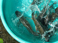 Fish at market © Kimberley Davidson