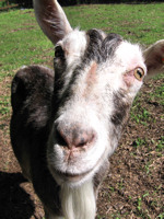 Goat © Hackney City Farm, London