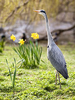 Heron in Regents Park, London © Indusfoto Ltd