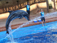 Dolphin show at Durban's uShaka Marine World © Creative Commons / Peter Giger