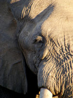 Spot the big five at Pilanesberg Games Reserve © Creative Commons / Jonathan Michael Peel