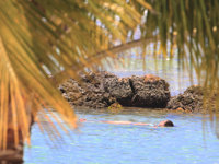 Hotel's lagoon © Coconut Court Beach Hotel