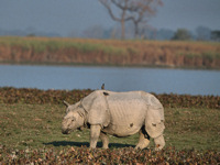 One-horned rhino in Kaziranga National Park © Anup Shah / Photodisc / Thinkstock