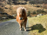 Pony in Snowdonia National Park ©  iStockphoto / Thinkstock