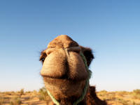 Opt for a camel safari in Tunisia's Sahara Desert © iStockphoto / Thinkstock