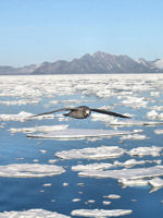 Svalbard © Creative Commons / Alastair Rae