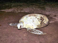 Turtles in Tortuguero National Park, Costa Rica © Costa Rica Tourist Board / Rodrigo Montinegro