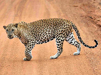 Sri Lankan leopard