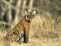 Go tiger spotting in Rajasthan © Anup Shah / Photodisc / Thinkstock