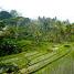 Rice terraces in Bali © C Cullern