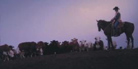 Lion, Kalahari © istockphotos